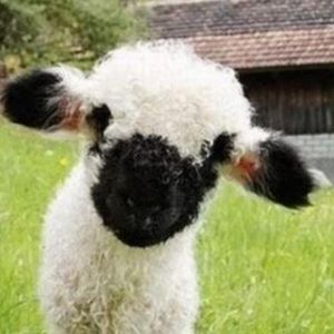 Meet your Posher, Laurel